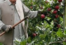Photo of ऐशो आराम की जिंदगी छोड़कर अमेरिका से आये इस युवक ने भारत को बताया कैसे उगाते है सेब
